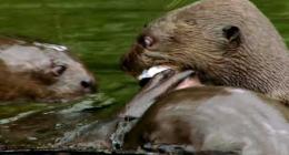 Il valore della biodiversità - Perù