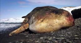 Il mare selvaggio della Russia
