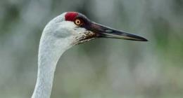 Yellowstone epico: vivere in volo