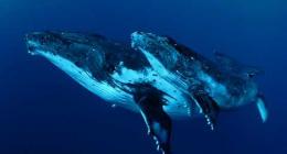 Nella mente della balena